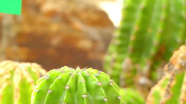 Odak transfer: Echinopsis lageniformis (Trichocereus bridgesii), Bolivya meşale kaktüs, hızlı büyüyen yüksek çöller Bolivya'nın üzerinden sütunlu kaktüs. Bazen achuma veya wachuma denir.