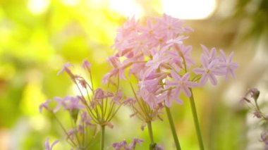 Tulbaghia violacea, olarak da bilinen toplum sarımsak veya pembe Agapanthus'tan almıştır, çiçekli bitki Soğangiller (Kwazulu-Natal ve Cape Eyaleti), Afrika ve Tanzanya ve Meksika için soğan ailesindeki familyasından.