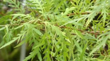 Fern, çalı veya maydanoz Krinkıl olarak bilinen Lomatia silaifolia, Aile, Proteaceae için Doğu Avustralya yerli fabrikasıdır. Doğal olarak açık ormanda bulundu, küçük bir çalı büyüyor.