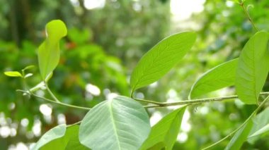 Plaj kuşbakışı veya plaj alectryon olarak bilinen Alectryon coriaceus, soapberry ailesinin doğu Avustralya'da bulunan yağmur ormanları ağacıdır. Küçük ağaç ilâ 11 metre yüksekliğindeki.