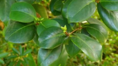 Camellia japonica Alba Plena (Japon kamelya). Kış gülü olarak da adlandırılan, Çaygiller ailesine ait.