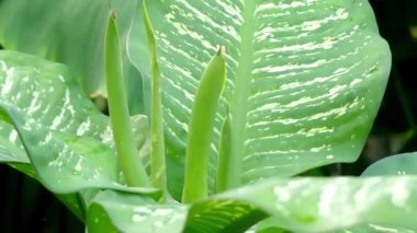 Dieffenbachia seguine, dumbcane olarak da bilinir, Dieffenbachia yerli familyasından Orta Amerika üzerinden Güney Meksika tropikal Amerika, Kuzey Güney Amerika ve Brezilya.