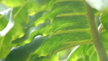 Alocasia portei (Yeni Gine). Alocasia yapraklı rhizomatous veya tüberöz çok yıllık bitkiler aileden Yılanyastığıgiller familyasından.