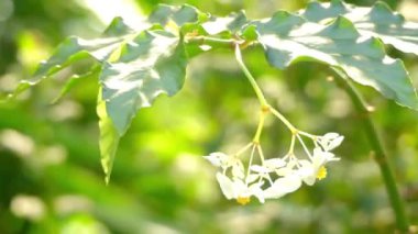 Begonya undulata. Begonya çok yıllık bitkiler Begoniaceae ailesindeki cinsidir. Begonias nemli astropikal ve tropikal iklimlerde yerli vardır.