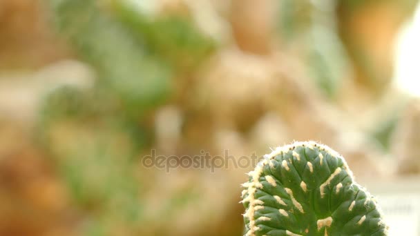 转移焦点︰ Austrocylindropuntia 根。灌木或乔木状仙人掌，最多到 14 英尺高，干片达 10 英寸长，2.4 英寸的直径、 锥状叶子. — 图库视频影像