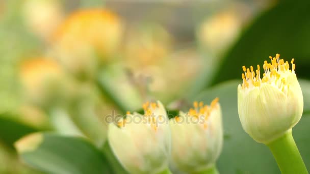 Передавати фокус: Haemanthus albiflos (кисті) — вид квіткова рослина родини Amaryllidaceae, рідним до Південної Африки. Це вічнозелені цибулинних багаторічні geophyte. — стокове відео