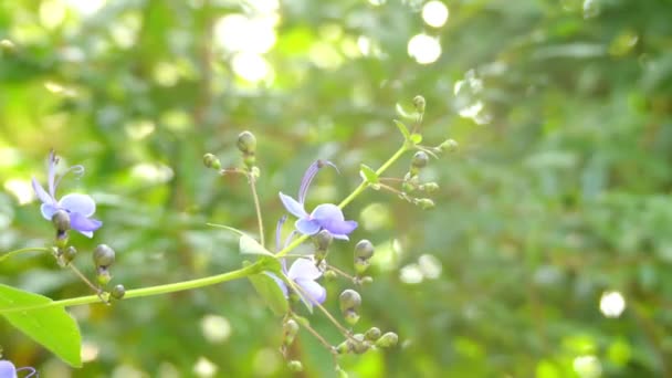 Rotheca myricoides (Butterfly Bush) is een geslacht van bloeiende planten in de lipbloemenfamilie. Het is inheems in Afrika en elders wijd gecultiveerd. Het is Clerodendrum myricoides Ugandense. — Stockvideo