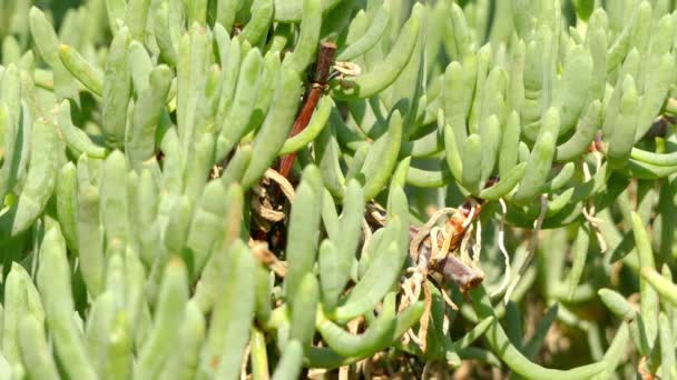 Enfoque de transferencia: Scopelogena verruculata es de estado sin resolver de plantas suculentas pertenecientes a la familia Aizoaceae, pero a veces clasificadas en la familia Mesembryanthemaceae. Son endémicas de África . — Vídeos de Stock