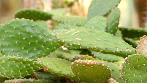 Överföra fokus: Opuntia decumbens nopal de culebra. Opuntia är ett släkte i cactus och familjen kaktusväxter. Opuntia decumbens nopal de culebra. Släktet är uppkallat efter antika grekiska staden av Opus. — Stockvideo