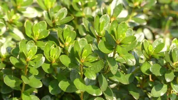 Rhododendron kiusianum är rhododendron arter infödda till östra Asien. Det är buske. Arter är vanliga i Hong Kong, i områdena söder om Yangtze i Kina såväl som i Vietnam och Thailand. — Stockvideo