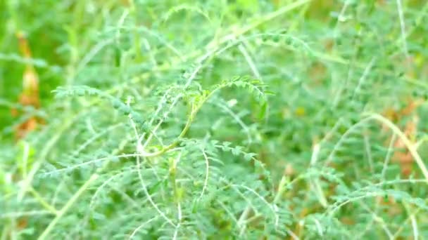 Sutherlandia frutescens (がんブッシュ、バルーンのエンドウ豆、または sutherlandia、Colutea の frutescens、Lessertia の frutescens) は先住民薬として伝統的に使用されている南部アフリカ マメ科. — ストック動画