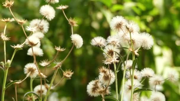 Vegyes erdõ flexuosa, forbs és a cserjék a család Asteraceae. Néhány faj ismert, mint ironweed. — Stock videók