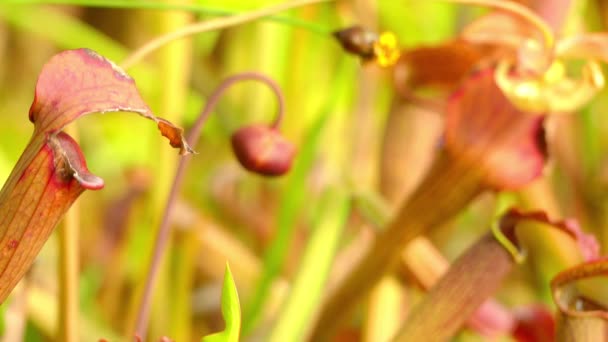 Sarracenia rubra, также известный как сладкий кувшин, является плотоядным растением рода Sarracenia. Как и вся Саррасения, он является родным для Нового Света . — стоковое видео