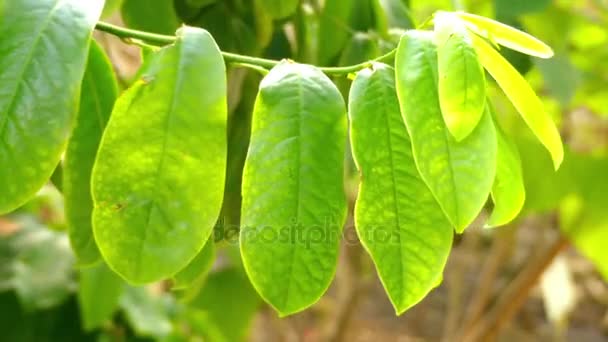 Eupomatia csendes, általában nevezett Bolwarra vagy néha natív guava vagy réz laurel osztályának bokrok a kis fák, az ausztrál kontinens ősi növény család Eupomatiaceae. — Stock videók