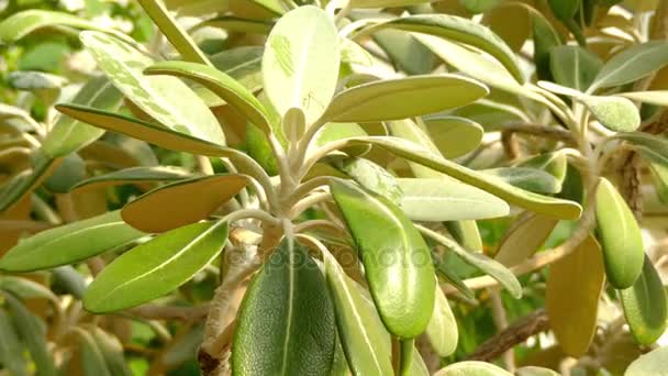 Pachystegia 豆是一种开花植物在黛西的家里，菊科。它是原产于新西兰. — 图库视频影像