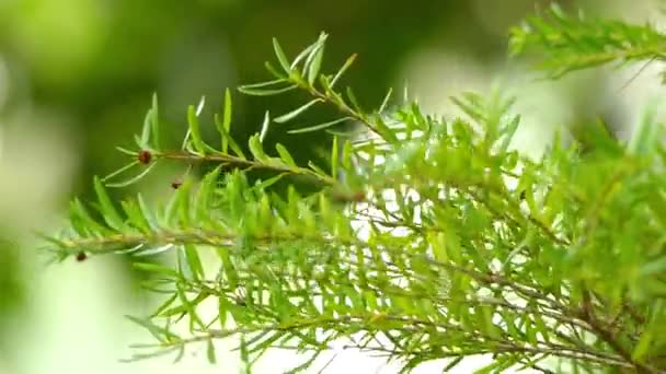 Sannantha (baeckea) virgata ist eine blühende Straucharte aus der Familie der Myrtengewächse, Myrtaceae. Es ist endemisch in Neukaledonien. — Stockvideo