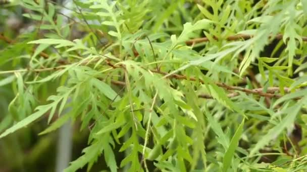 Lomatia silaifolia, allmänt känd som crinkle bush eller persilja ormbunke, är växt av familjen, proteaväxter infödda till östra Australien. Finns naturligt i öppen skog, växer den som en liten buske. — Stockvideo
