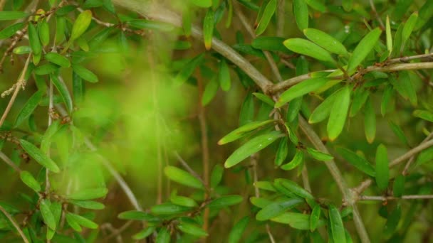 Overdracht van focus: Coprosma propinqua is Nieuw-Zeeland plant die behoren tot de familie van de Rubiaceae en geslacht Coprosma. De Maori naam (gemeen Nieuw Zeeland gebruik) is mingimingi. Het is klein-gebladerde struik. — Stockvideo