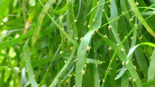 Homalocladium platycladum (tusenfoting växt, bandmask växt eller ribbonbush) är knotweed familjen från nya Guinea och Salomonöarna. Det är enda arten i släktet Homalocladium. — Stockvideo