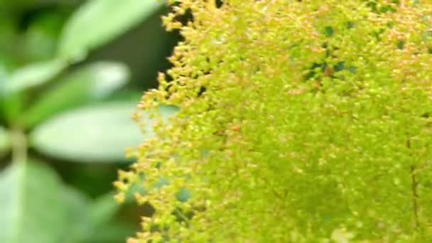 Caldcluvia paniculosa, známý jako měkké corkwood je strom deštných pralesů z Austrálie. Vyskytuje se od Ourimbah v tropické Queenslandu. Jména patří corkwood, listu růže marara, hnědá olše a sugarbark. — Stock video