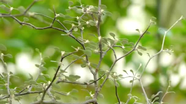 Corokia cotoneaster ist eine blühende Pflanze aus der Familie der Argophyllaceae. Es ist ein stark verzweigter Strauch mit stark abweichendem Wuchs mit rauer dunkler Rinde. — Stockvideo