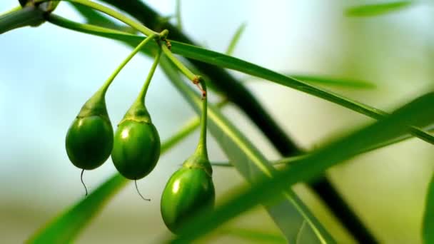 Solonum laciniatum. Solanum - крупный и разнообразный род флоксов . — стоковое видео