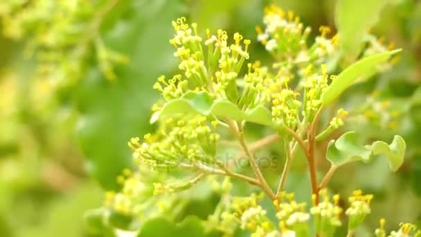 Olearia paniculata, обычно называемая akiraho, представляет собой виды кустарников или деревьев семейства Asteraceae, встречающиеся только в Новой Зеландии. Он производит кластеры ромашковых цветов в конце осени . — стоковое видео