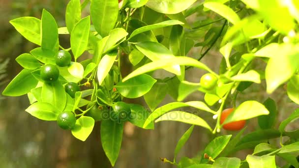 Calamondin (Citrofortunella microcarpa veya mitis) arasında bir cins narenciye üyesi ve Kamkat Fortunella için ait intergenetic bir melez olduğu anlamına gelir önemli bir citrofortunella olduğunu. — Stok video