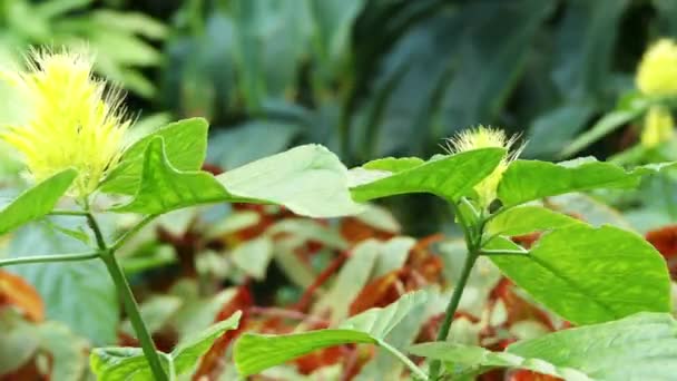 Schaueria calycotricha (flavicoma). Schaueria è un genere di piante da fiore della famiglia delle Acanthaceae. Sono endemici del Brasile, da Bahia a Rio Grande do Sul . — Video Stock