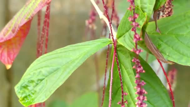Trichostigma peruvianum 是种开花植物在 Petiveriaceae 的家庭。它以前被放在家庭商陆科植物。它是原产于厄瓜多尔、 哥伦比亚和秘鲁. — 图库视频影像