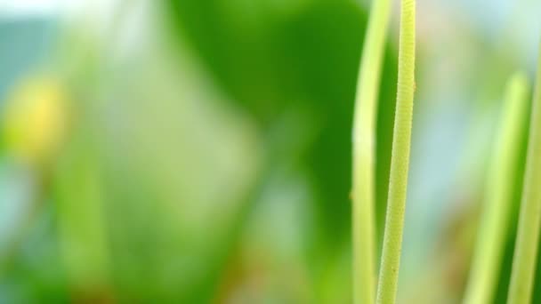 Peperomia magnoliifolia. Peperomia (pianta del radiatore) è uno dei 2 grandi generi della famiglia delle Piperaceae, con più di 1000 specie registrate . — Video Stock