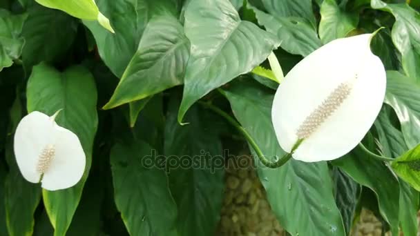 Spathiphyllum wallisii, allgemein bekannt als Friedenslilie, weiße Segel oder Spathe-Blume, ist eine Zimmerpflanze der Familie Araceae. Gattungsname bedeutet Spathe-Blatt und ist nach gustav wallis benannt. — Stockvideo