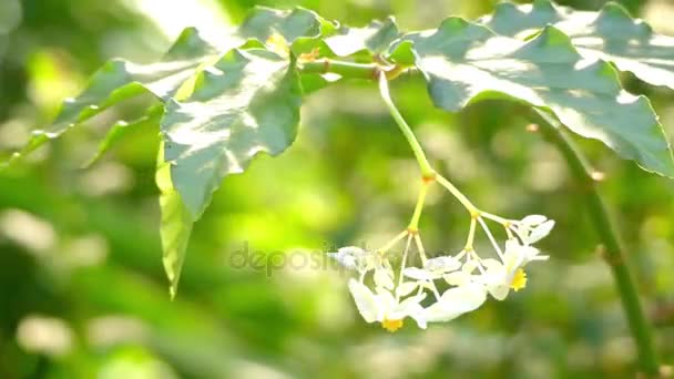 Begonia undulata. Begonia es un género de plantas con flores perteneciente a la familia Begoniaceae. Las Begonias son nativas de climas húmedos subtropicales y tropicales . — Vídeo de stock