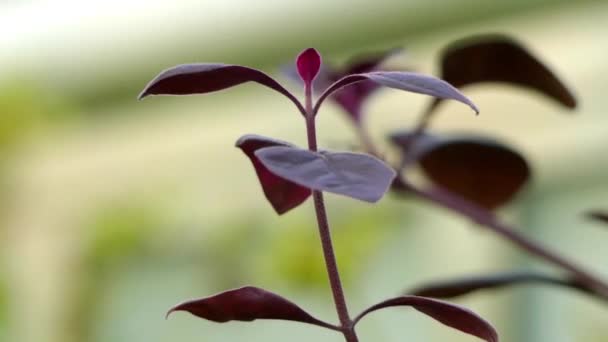 Aerva sanguinolenta (sanguinea). Aerva je rod rostlin z čeledi Laskavcovité. — Stock video