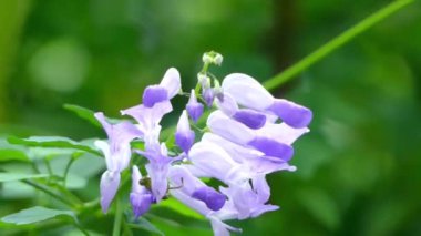 Adaçayı ya da nane aile (Ballıbabagiller) Akdeniz bölgelerinde çok büyük gösterimi olan Plectranthus saccatus ait.