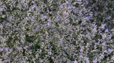 Kermek geniş yapraklı (Limonium platyphyllum) önerebilirim bitki cins Kermek aile plumbaginaceae (Plumbaginaceae) olduğunu. İlk olarak 1964 yılında Rus botanist Igor Aleksandroviç Lynch tarafından açıklanan.