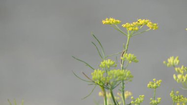 Rezene (Foeniculum vulgare) havuç ailesindeki çiçekli bitki türüdür. Hardy, çok yıllık bitki sarı çiçek ve tüylü yaprakları ile kullanılmaktadır. Akdeniz kıyılarına özgü olduğunu.