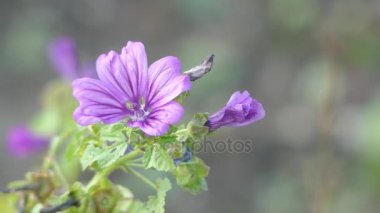 Malva sylvestris ebegümeci cins Malva aile Ebegümecigiller familyasından ve tür için cins olarak kabul edilir. İngilizce konuşan Avrupalılar için ortak ebegümeci bilinen.