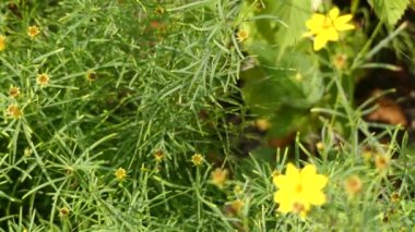 Büyük verticillata Kuzey Amerika tickseed ayçiçeği ailesinde türüdür. Whorled tickseed, whorled büyük, iş parçacığı yapraklı tickseed, iş parçacığı yaprak büyük ve altın pot isimleri.