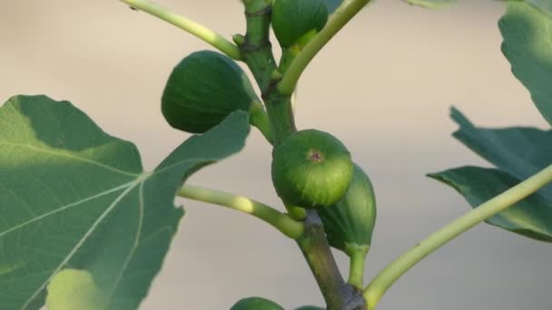 フィカス カリカセラピ桑家族、イチジクとして知られている (またはちょうどイチジク) の顕花植物のアジア種であります。それは、イチジクとも呼ばれる果実のソースなど重要な作物. — ストック動画