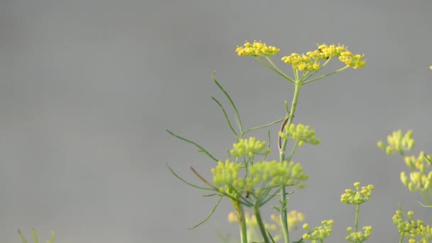 フェンネル (ウイキョウ) ニンジン家族の顕花植物種であります。それは黄色の花と羽のような葉を持つ丈夫な多年生のハーブです。それは地中海の海岸の先住民族. — ストック動画