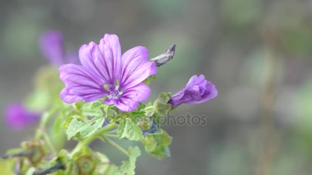 Malva sylvestris is soort van geslacht kaasjeskruid Malva in familie Malvaceae en wordt beschouwd als de typesoort van het geslacht. Bekend als gemeenschappelijk mallow Engels sprekende Europeanen. — Stockvideo