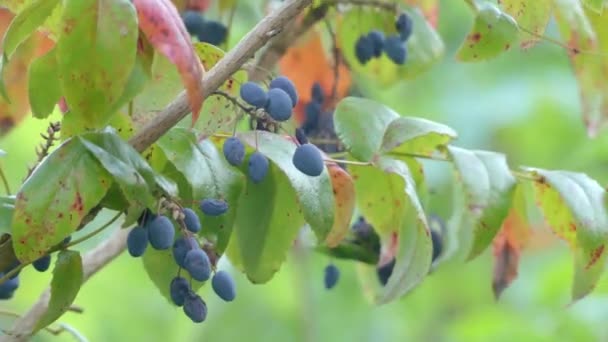 Il Mahonia aquifolium (uva Oregon o uva Oregon) è una specie di pianta da fiore della famiglia delle Berberidaceae, originaria del Nord America occidentale . — Video Stock