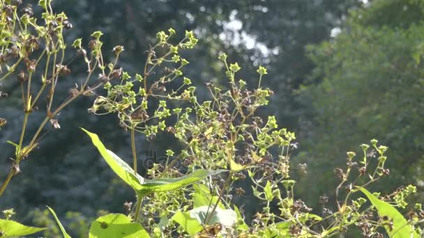 Rysk martorn, som kallas eller blå eryngo eller platt hav holly, är växtart i familjen flockblommiga växter, infödda till område som omfattar centrala och sydöstra Europa och Centralasien. — Stockvideo