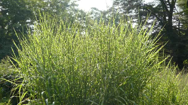 Miscanthus sinensis is species of flowering plant in grass family Poaceae, native to eastern Asia throughout most of China, Japan, Taiwan and Korea. — Stock Video