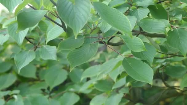 Cornus controversa (düğün pastası ağacı), Swida controversa, çiçekli bitki cins Cornus kızılcık aile Kızılcıkgiller, anavatanı Çin, Himalayalar ve Japonya tür olduğunu. — Stok video