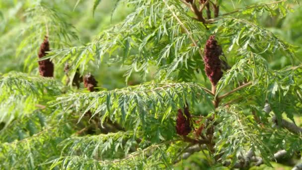 Rhus typhina eller hirta Dissectum, staghorn sumak är växtart i familjen sumakväxter, infödda till östra Nordamerika. Den förekommer främst i sydöstra Kanada. — Stockvideo