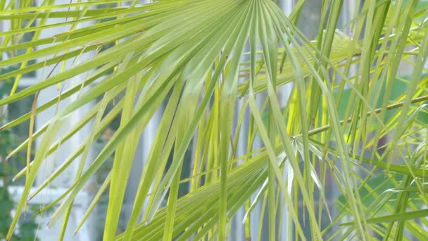 Chamaerops a palm Arecaceae család növénynemzetség. Jelenleg teljesen elfogadott faj Chamaerops humilis, különböző úgynevezett európai rajongó pálma, vagy a mediterrán törpe Pálma. — Stock videók