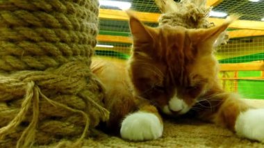 Maine Coon en büyük Evcil doğurmak-in kedi biridir. Kuzey Amerika'da, devletin resmî kedi nerede Maine için özellikle yerli en eski doğal doğurmak biridir.