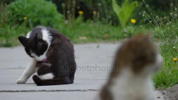 Overdracht van focus: twee katten lopen op voetpad in zomer stadspark. — Stockvideo